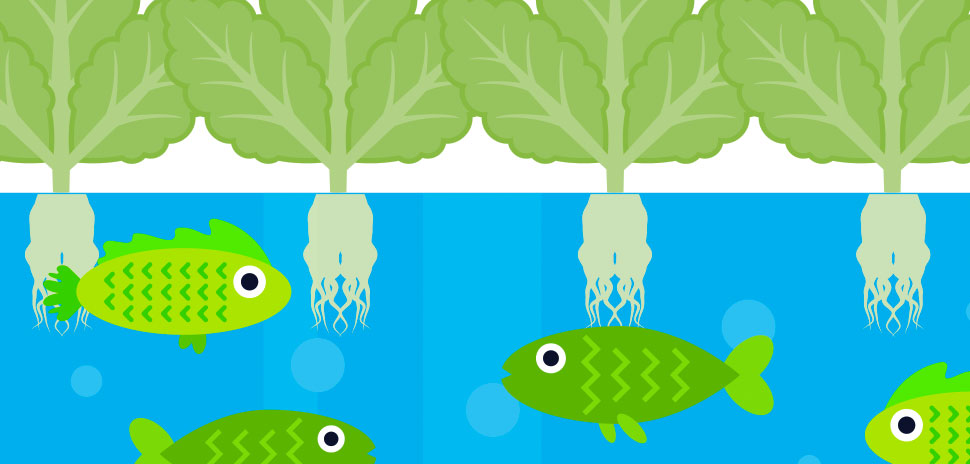 Competition Aims to Attract College Aquaponics Teams ...